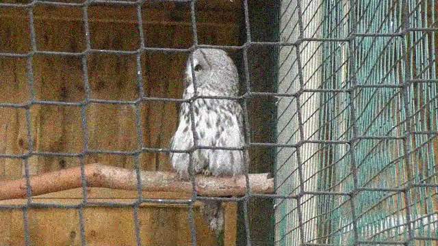 人工ノイズを加えたフクロウの補正前の映像